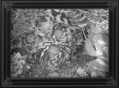 Detailed Garden