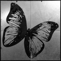 Butterfly Black
