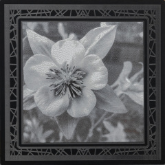 Columbine Bloom