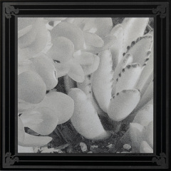 White Succulent