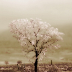 Dream Tree