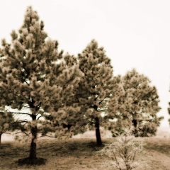 Select Pine