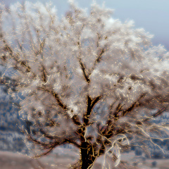 Bright Ice