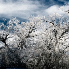 Frosted Oak
