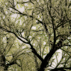 Light Frost