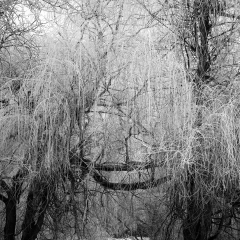 Willows
