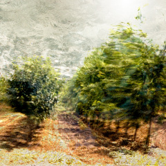 Orchard