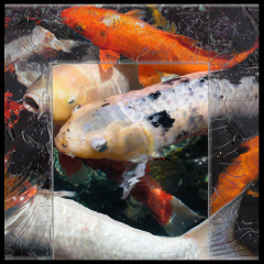 Spotted Fish