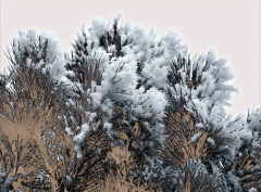 Pine Frost #1
