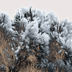 Pine Frost #1