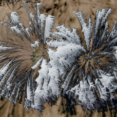 Pine Frost #3