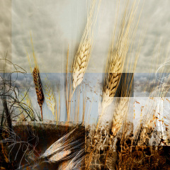 Prairie Wheat