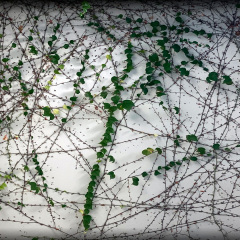 Vine Drawing